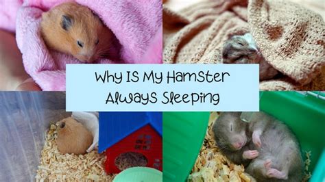 syrian hamster sleeping more than usual|Why Is My Hamster Always Sleeping: 5 Reasons and 7 Solutions.